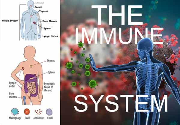 Immunsystemet av människokroppen